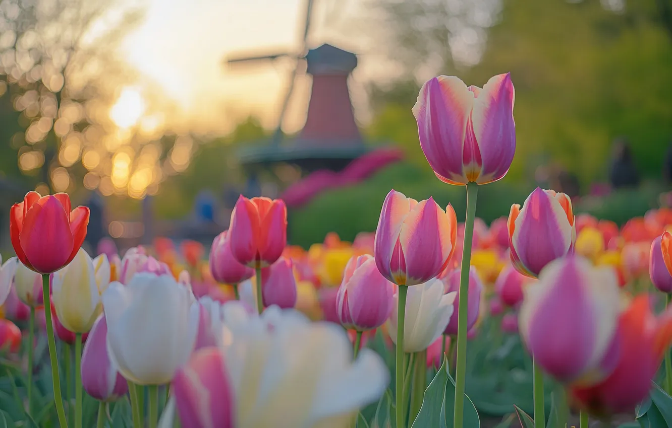 Photo wallpaper the sun, flowers, yellow, Park, dawn, spring, morning, garden