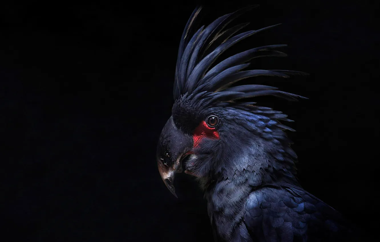 Photo wallpaper bird, feathers, parrot, black background, crest, Cockatoo