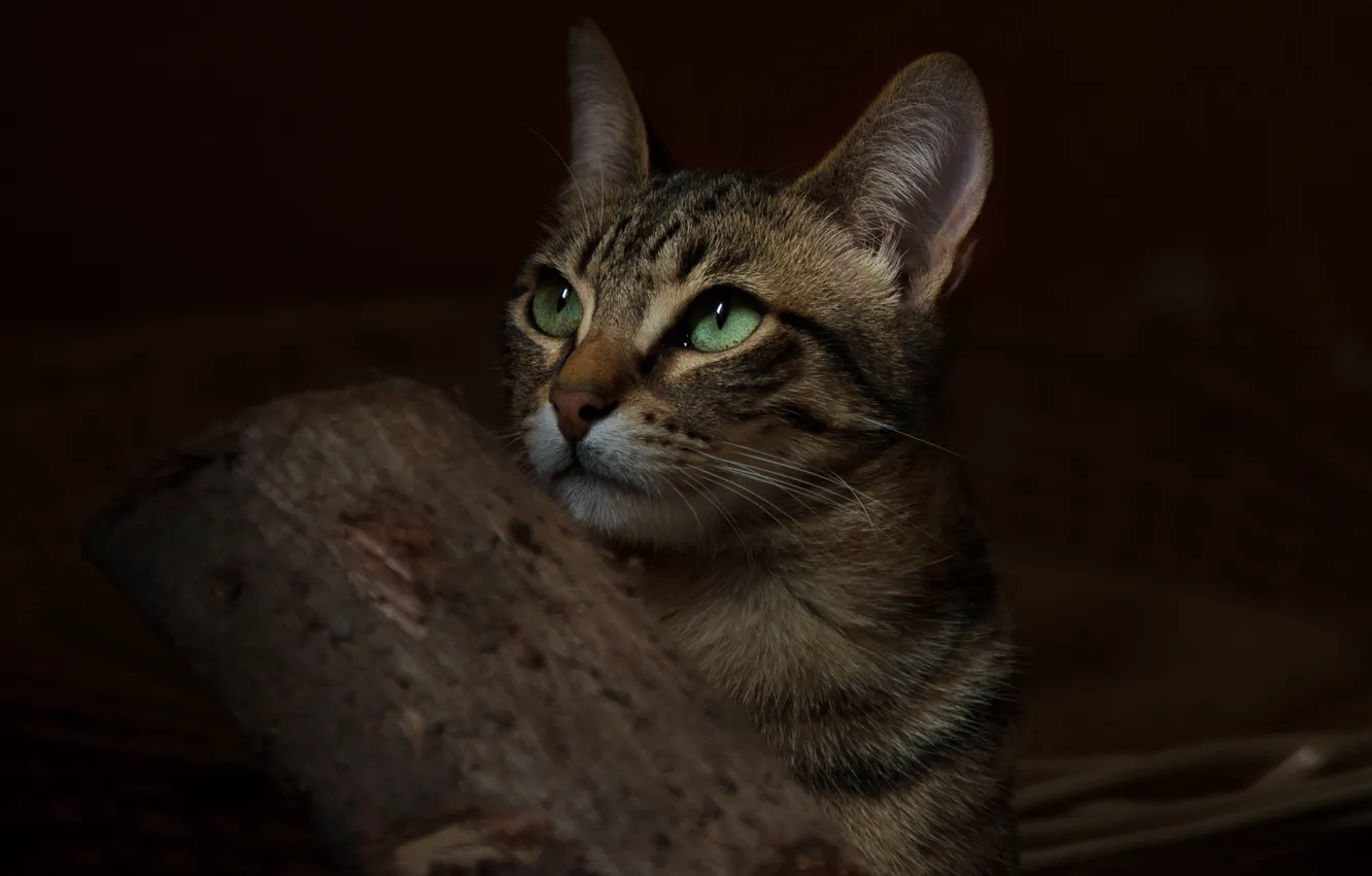 Photo wallpaper cat, cat, background, animal, widescreen, Wallpaper, wallpaper, green eyes