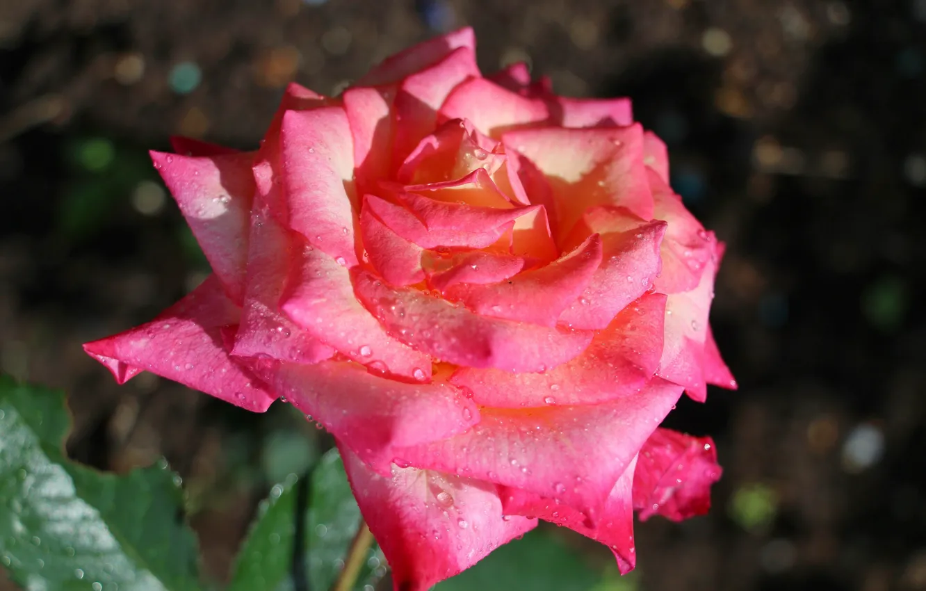 Photo wallpaper flowers, foliage, beauty, positive, garden, Ural, summer day