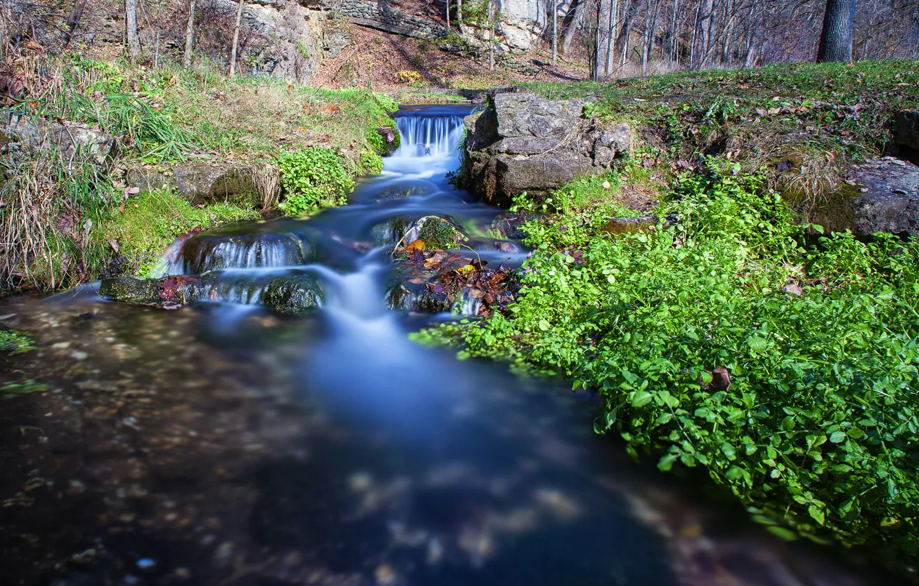 Photo wallpaper forest, trees, stream, stream, cascade