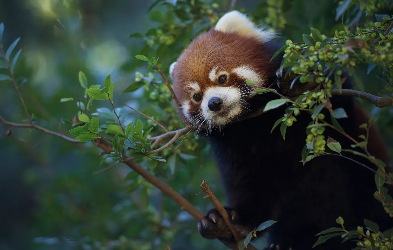 Photo wallpaper branches, red Panda, red Panda
