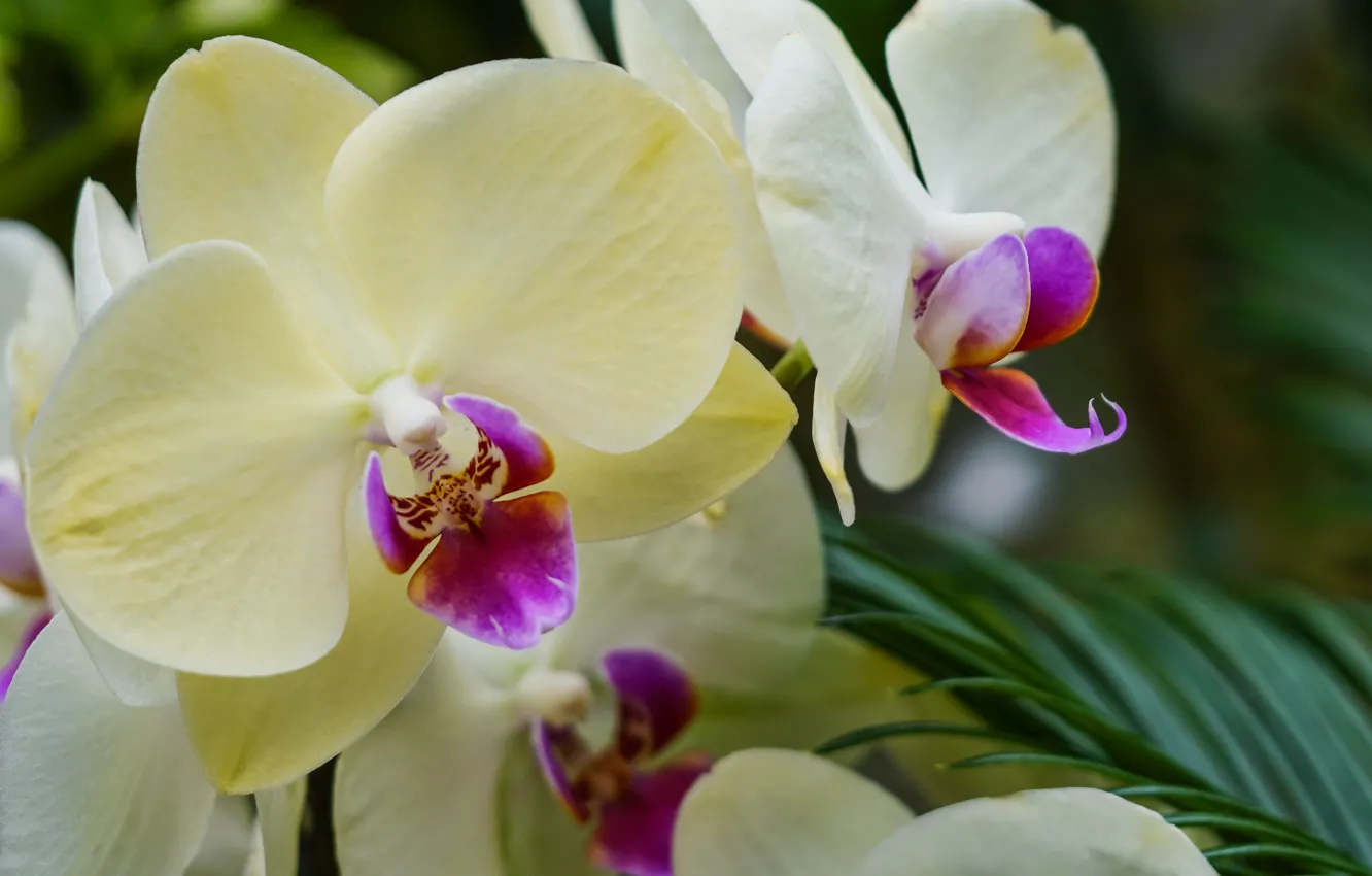 Photo wallpaper flowers, orchids, flowering, flowers, Phalaenopsis, orchids, flowering