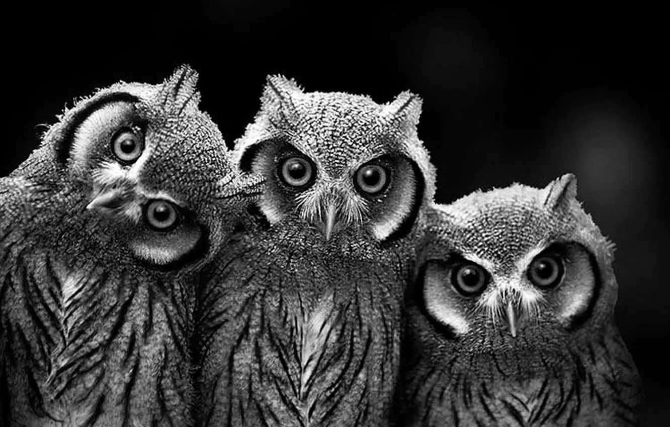 Photo wallpaper animals, birds, wildlife, Owls