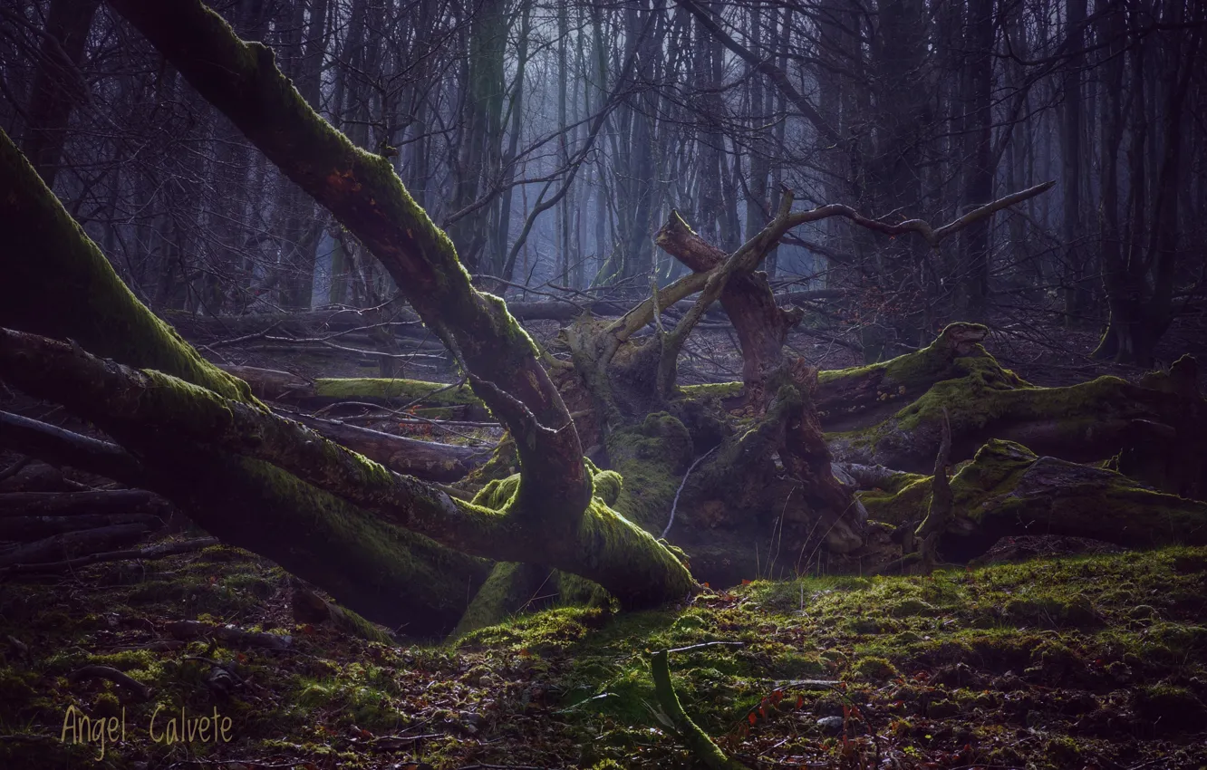 Photo wallpaper forest, trees, branches, nature, moss, Angel Calvete