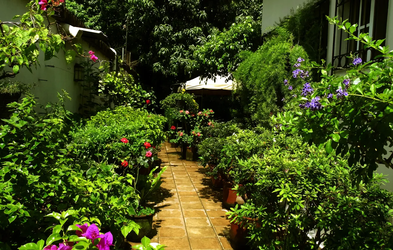 Photo wallpaper trees, nature, plant, home, trees, nature, houses, plants