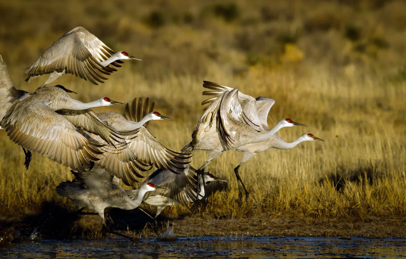 Photo wallpaper bird, pack, stork, pond