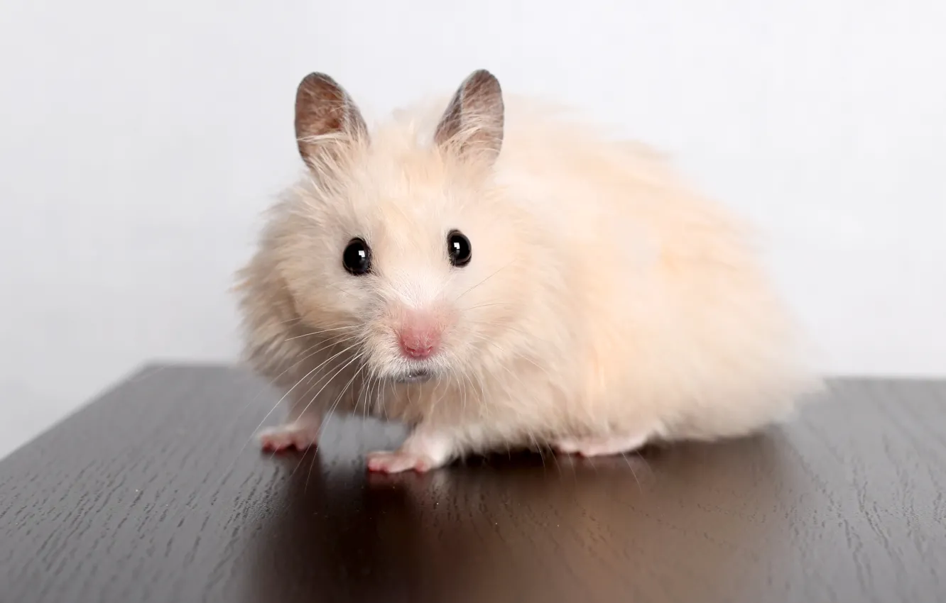 Photo wallpaper look, hamster, rodent, Hamsters, Rodents