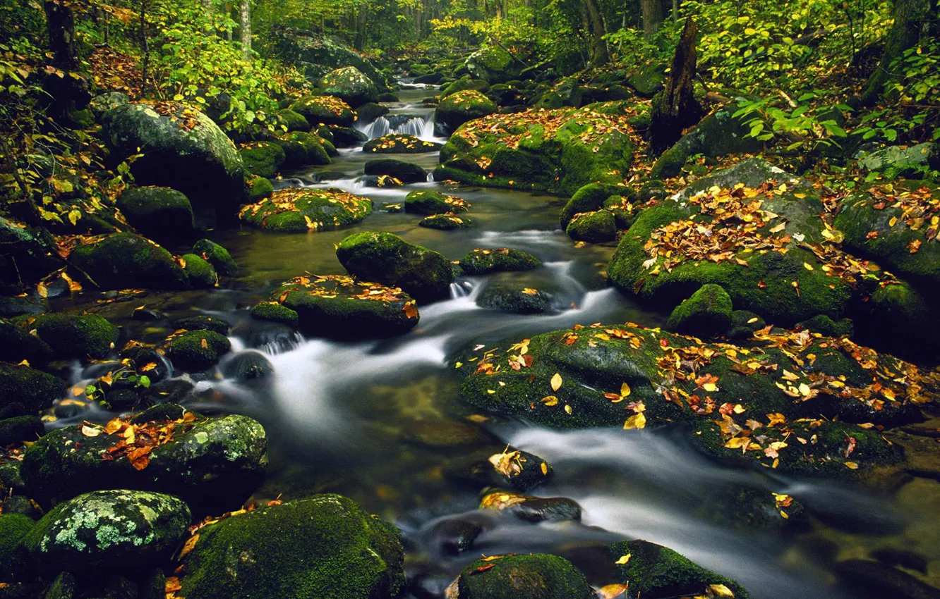 Photo wallpaper stream, stones, stream