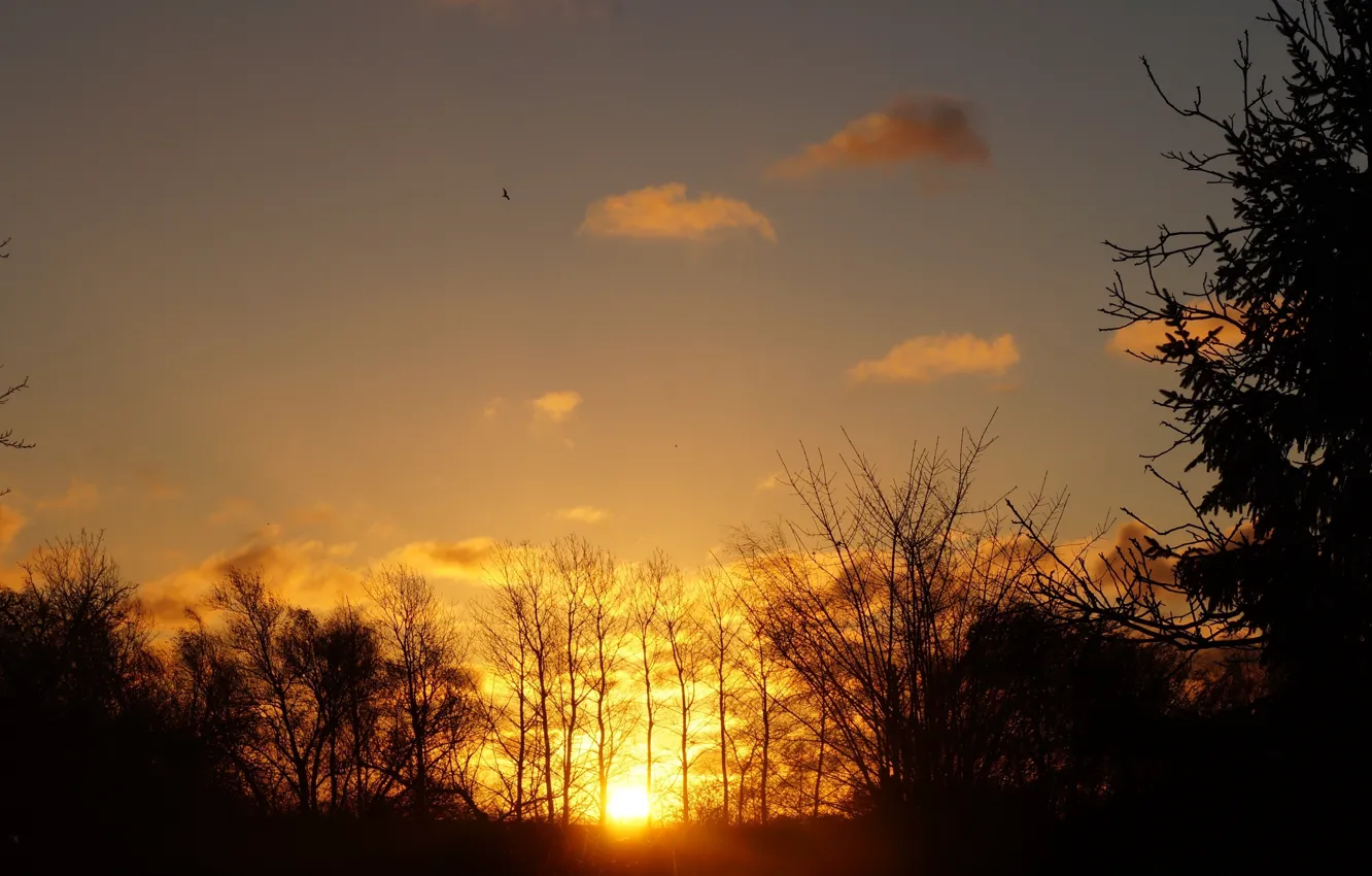Photo wallpaper sky, sunset, tree