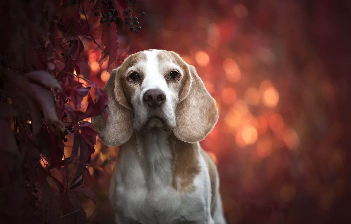 Photo wallpaper autumn, each, dog, Beagle