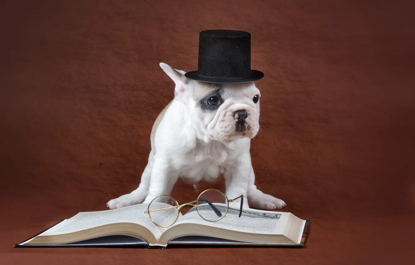 Photo wallpaper dog, glasses, book