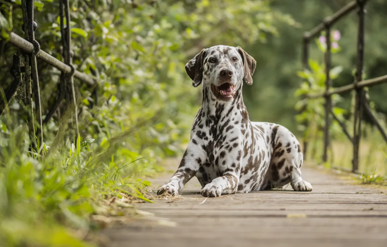 Photo wallpaper nature, dog, the bridge