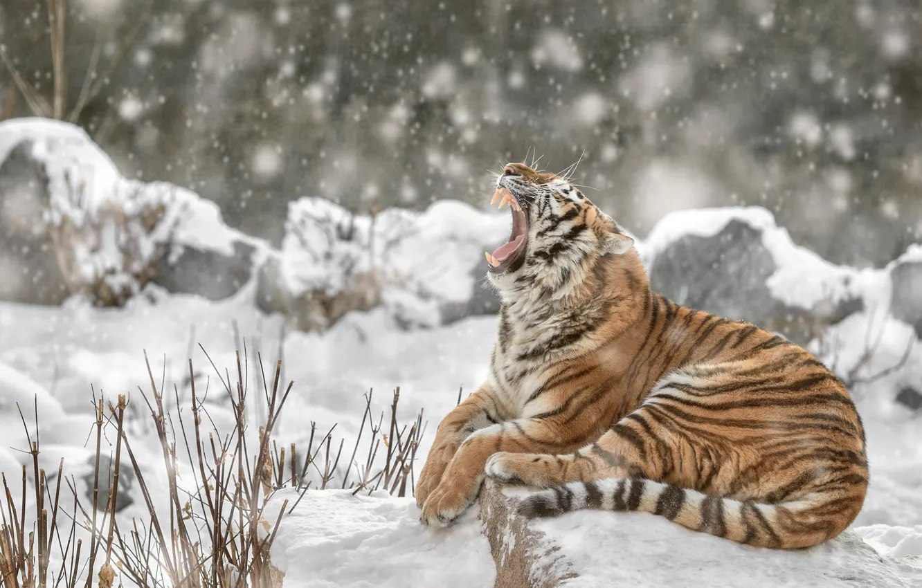 Photo wallpaper winter, face, branches, tiger, pose, stones, background, paws