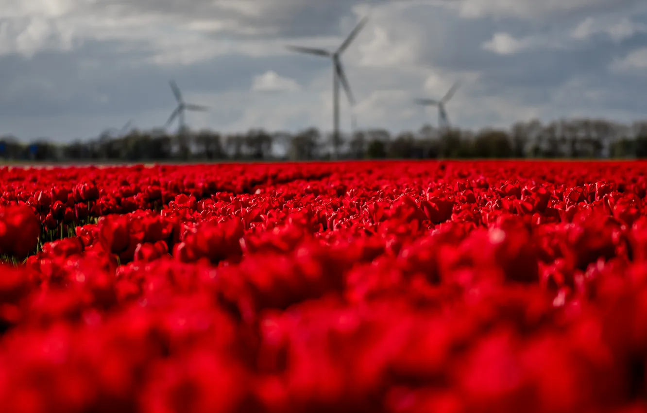 Photo wallpaper field, the sky, flowers, blur, spring, tulips, red, windmills