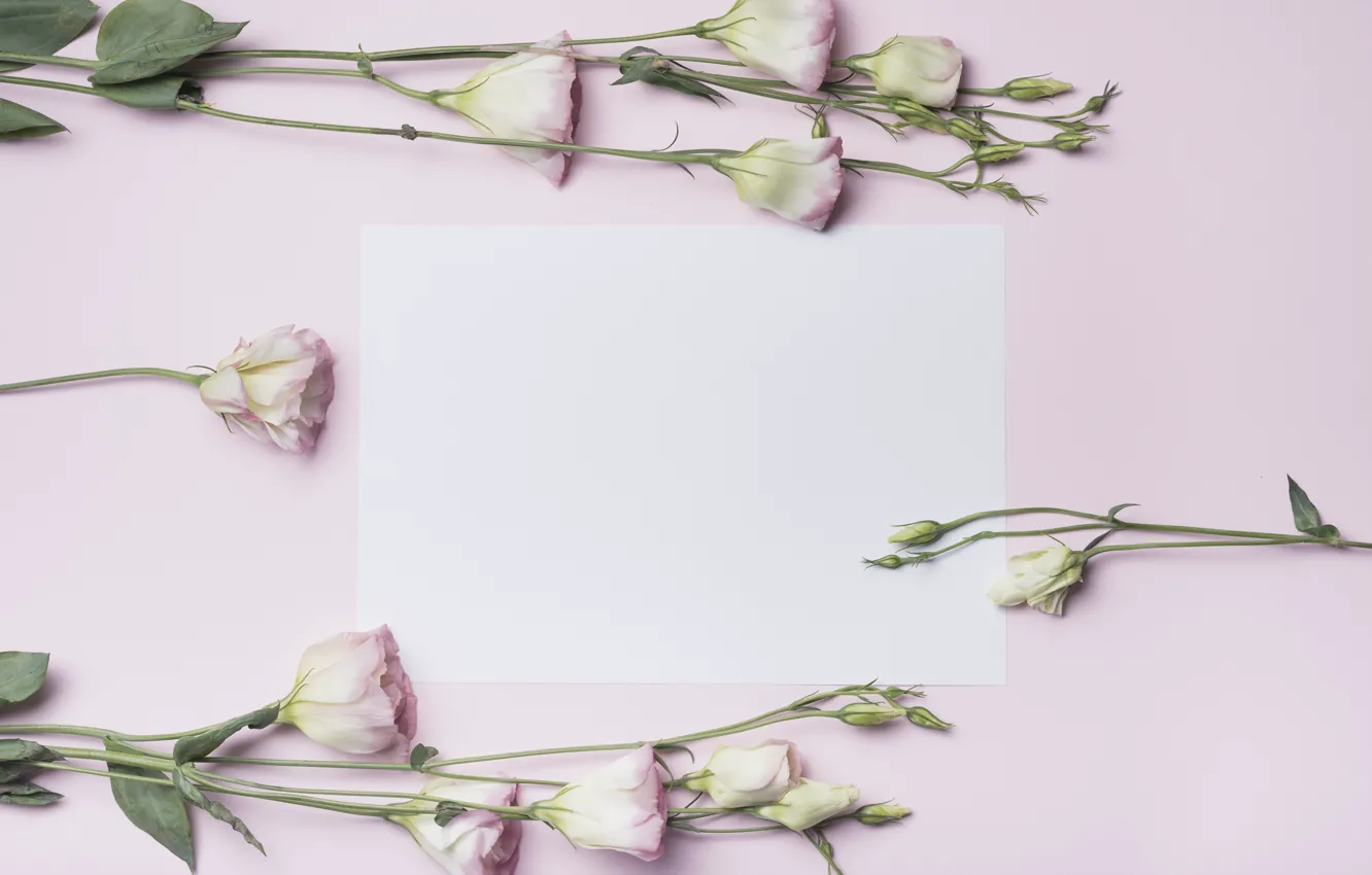 Photo wallpaper flowers, buds, pink background, pink, flowers, eustoma, eustoma