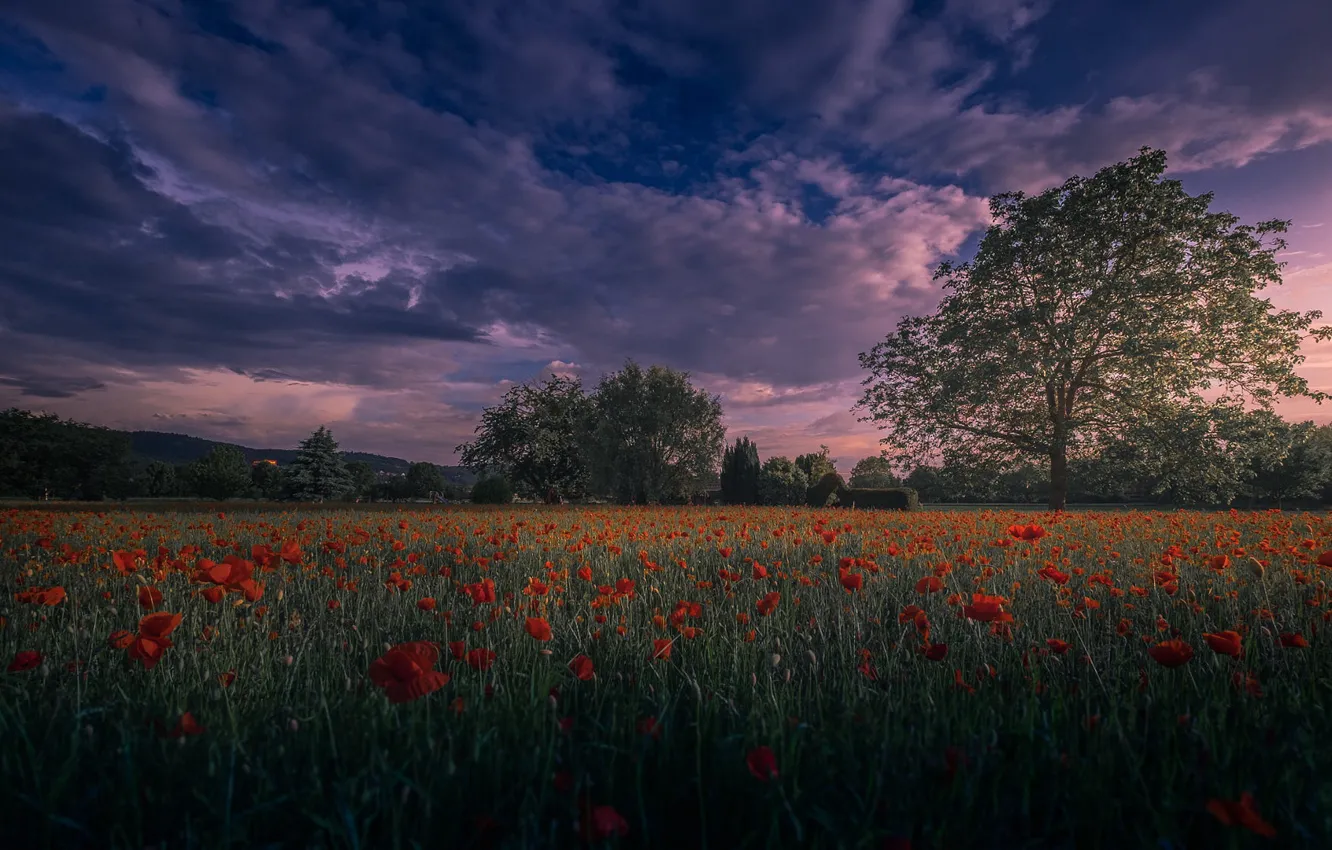 Photo wallpaper field, summer, the sky, clouds, flowers, clouds, tree, Maki