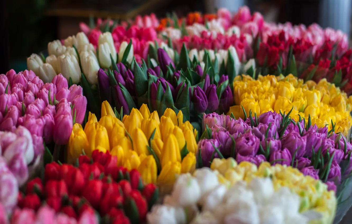 Photo wallpaper flowers, beautiful, tulips