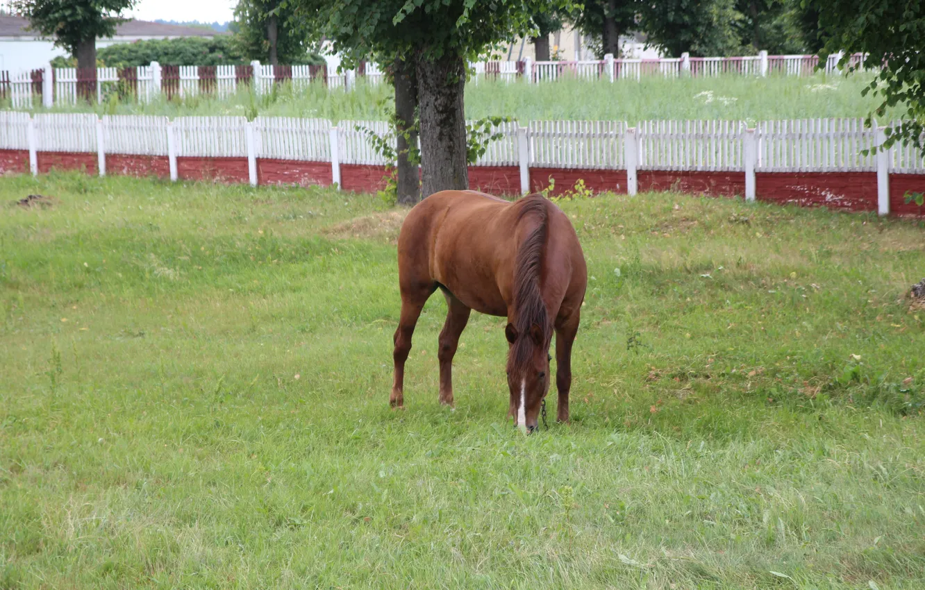 Photo wallpaper greens, grass, horse, Belarus, grazing, my photo