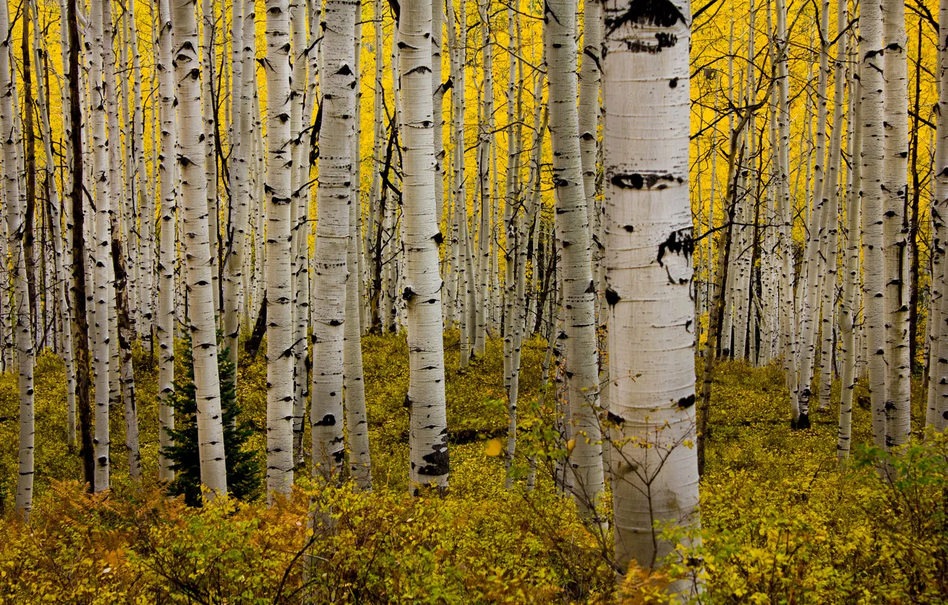 Photo wallpaper autumn, forest, leaves, Colorado, USA, grove, the bushes, aspen