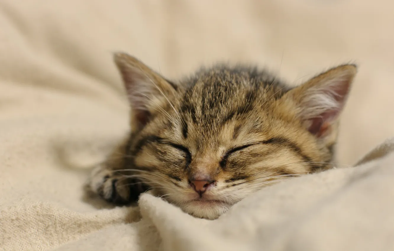 Photo wallpaper cat, kitty, sleep, muzzle, sleeping