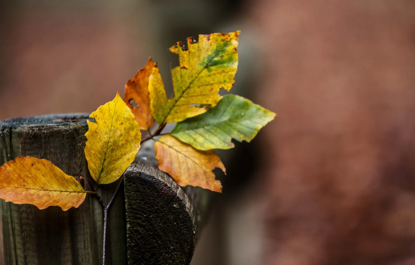 Photo wallpaper leaves, nature, background