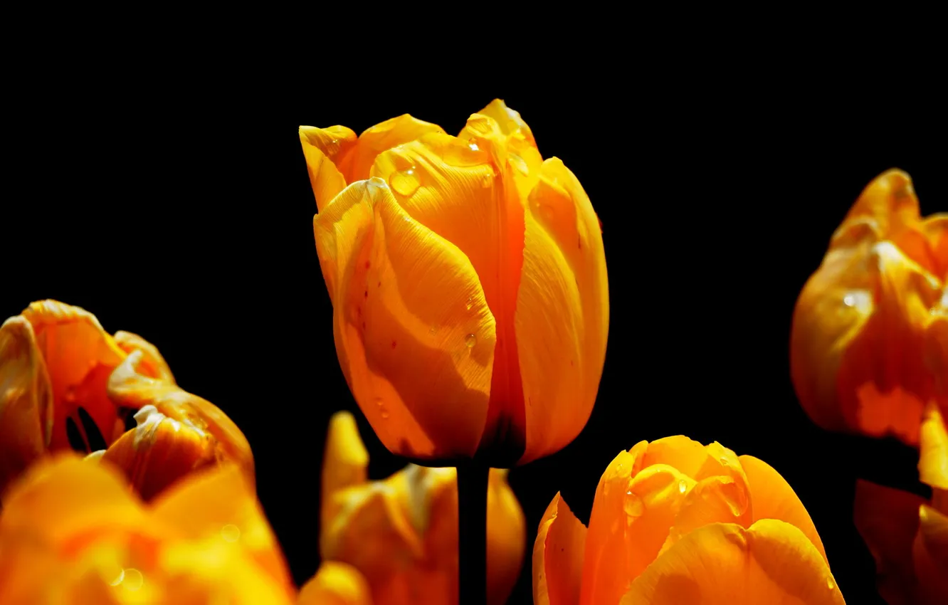 Photo wallpaper flowers, nature, tulips
