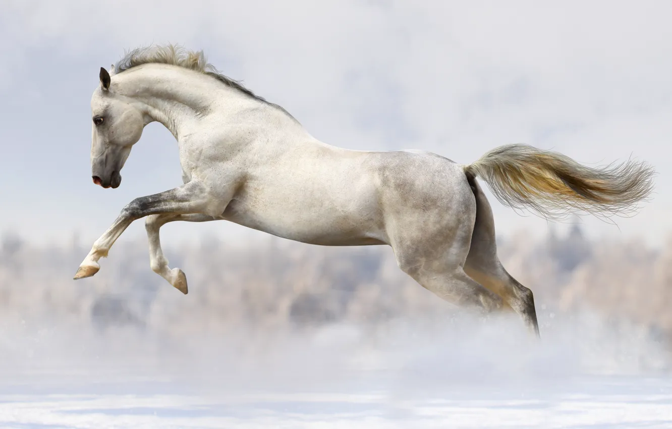 Photo wallpaper winter, snow, horse, jump, horse, running, white, bokeh