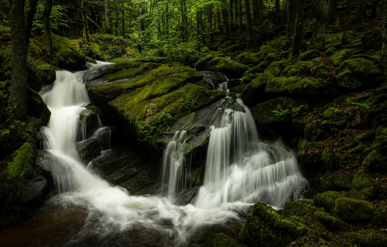 Photo wallpaper forest, France, waterfall, moss, cascade, France, Auvergne, Auvergne
