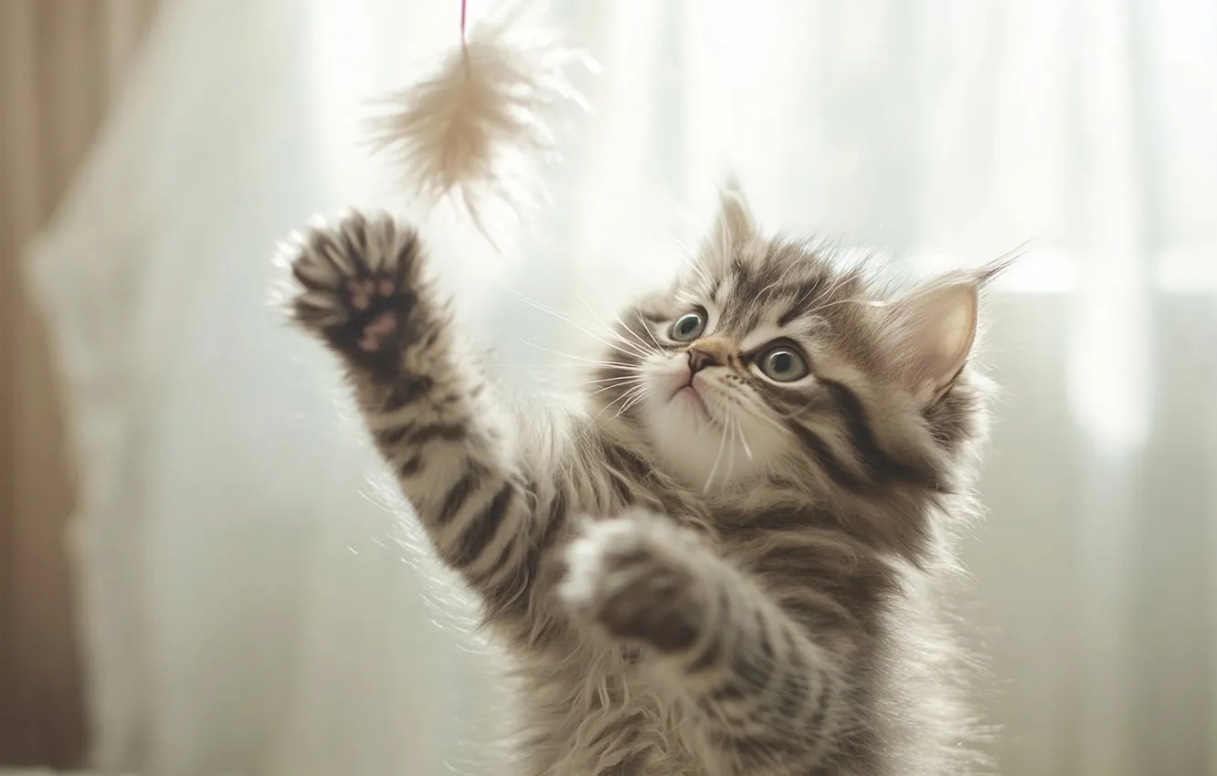 Photo wallpaper cat, look, light, pose, grey, the game, legs, feathers