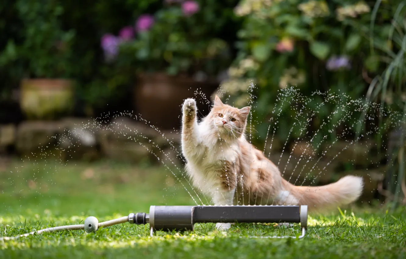 Photo wallpaper cat, summer, grass, cat, water, drops, flowers, squirt