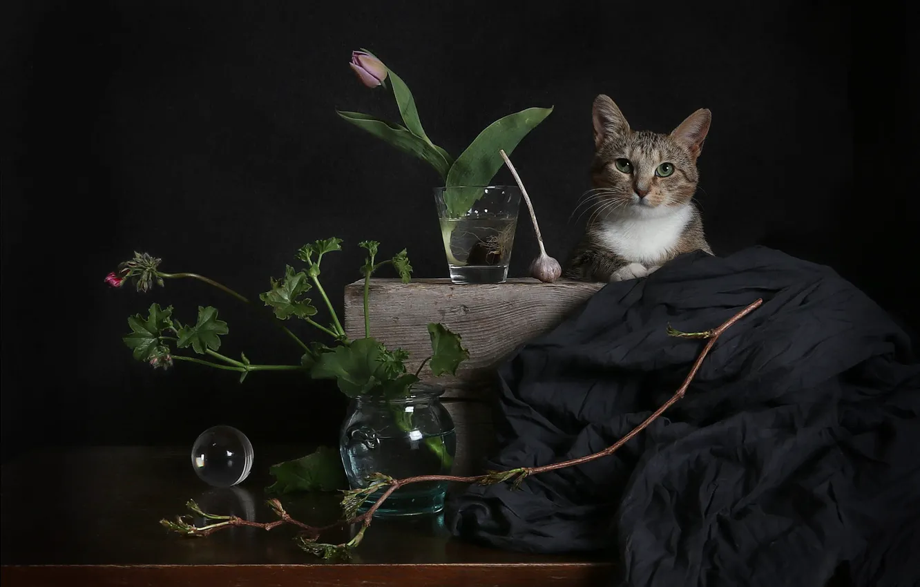 Photo wallpaper cat, cat, look, leaves, water, balls, flowers, branches