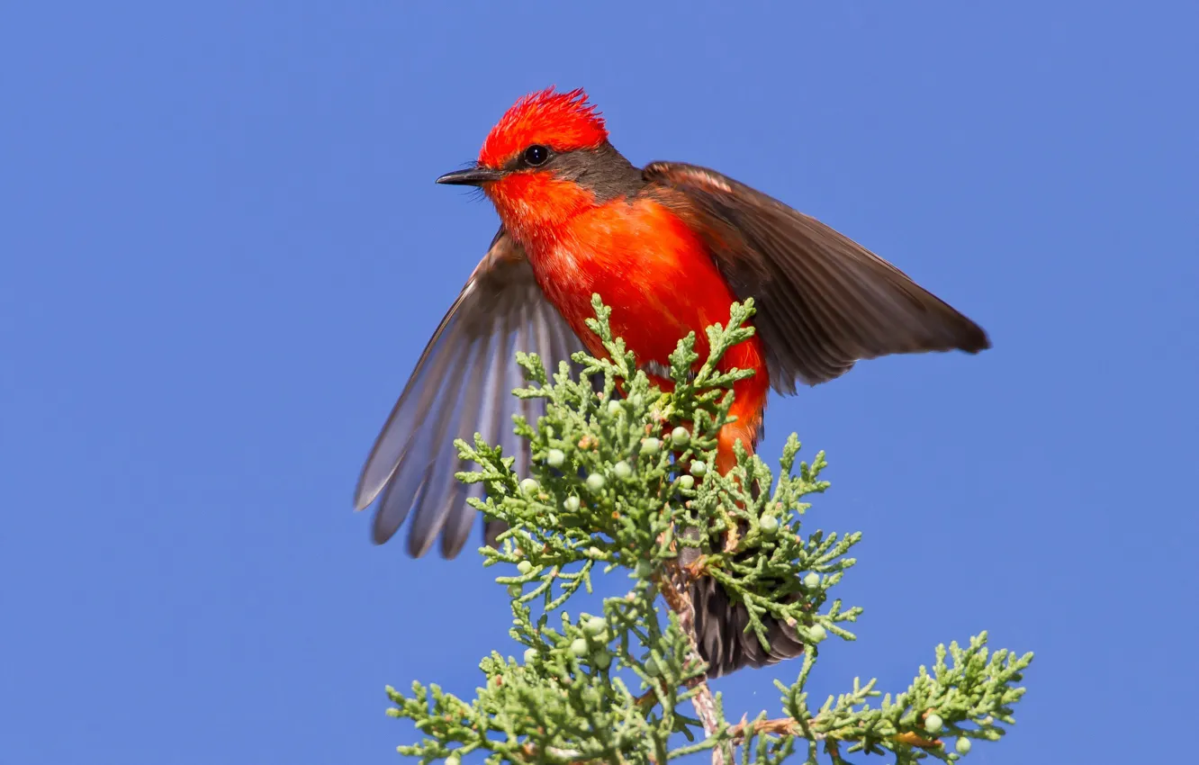 Photo wallpaper the sky, branches, bird, wings, beak, red Tyrann