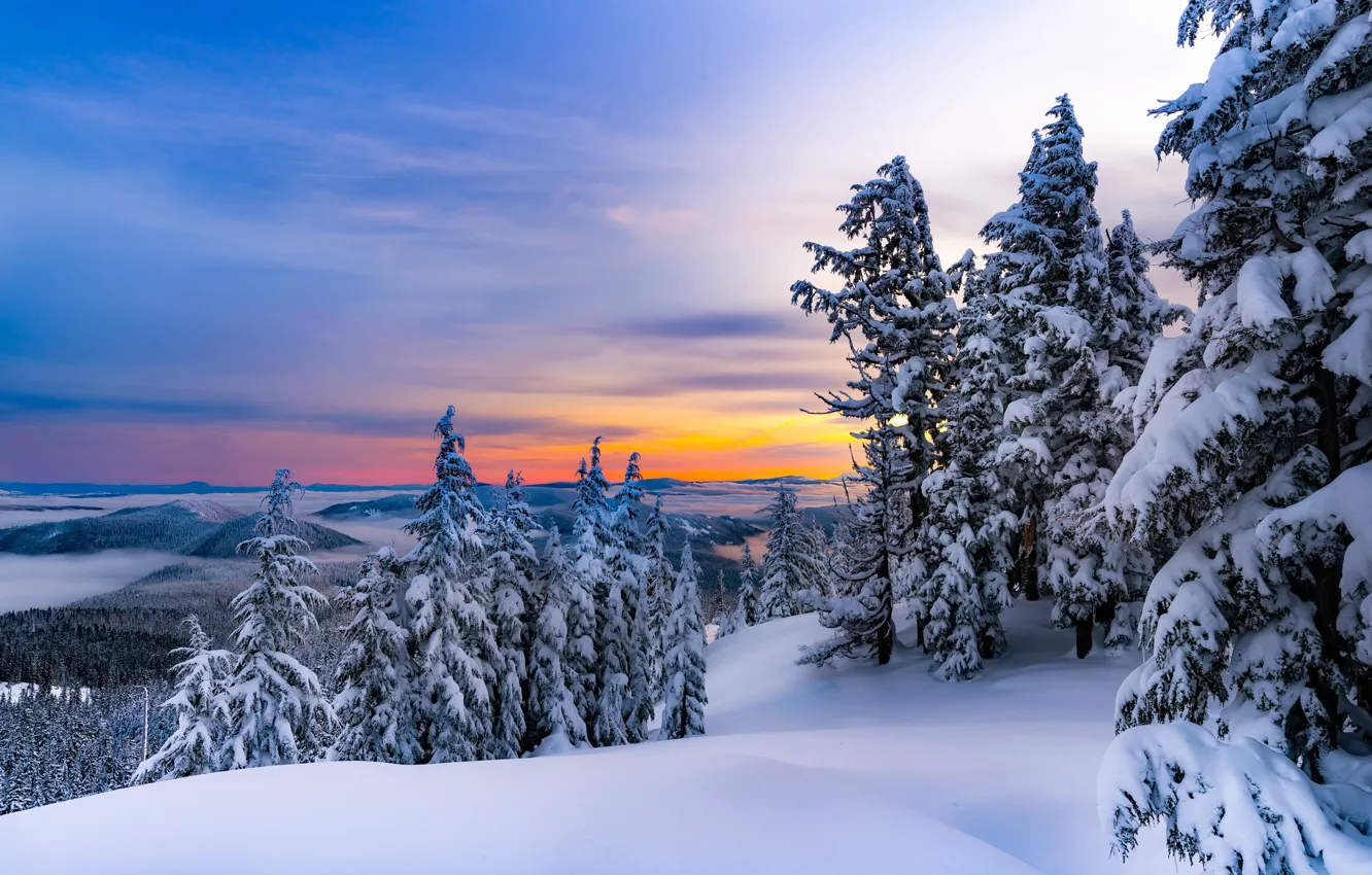 Photo wallpaper winter, forest, ate