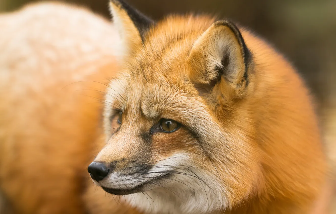 Photo wallpaper look, face, background, portrait, Fox, red, Fox, fluffy