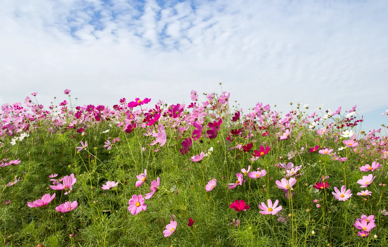 Photo wallpaper field, summer, the sky, flowers, colorful, meadow, summer, pink