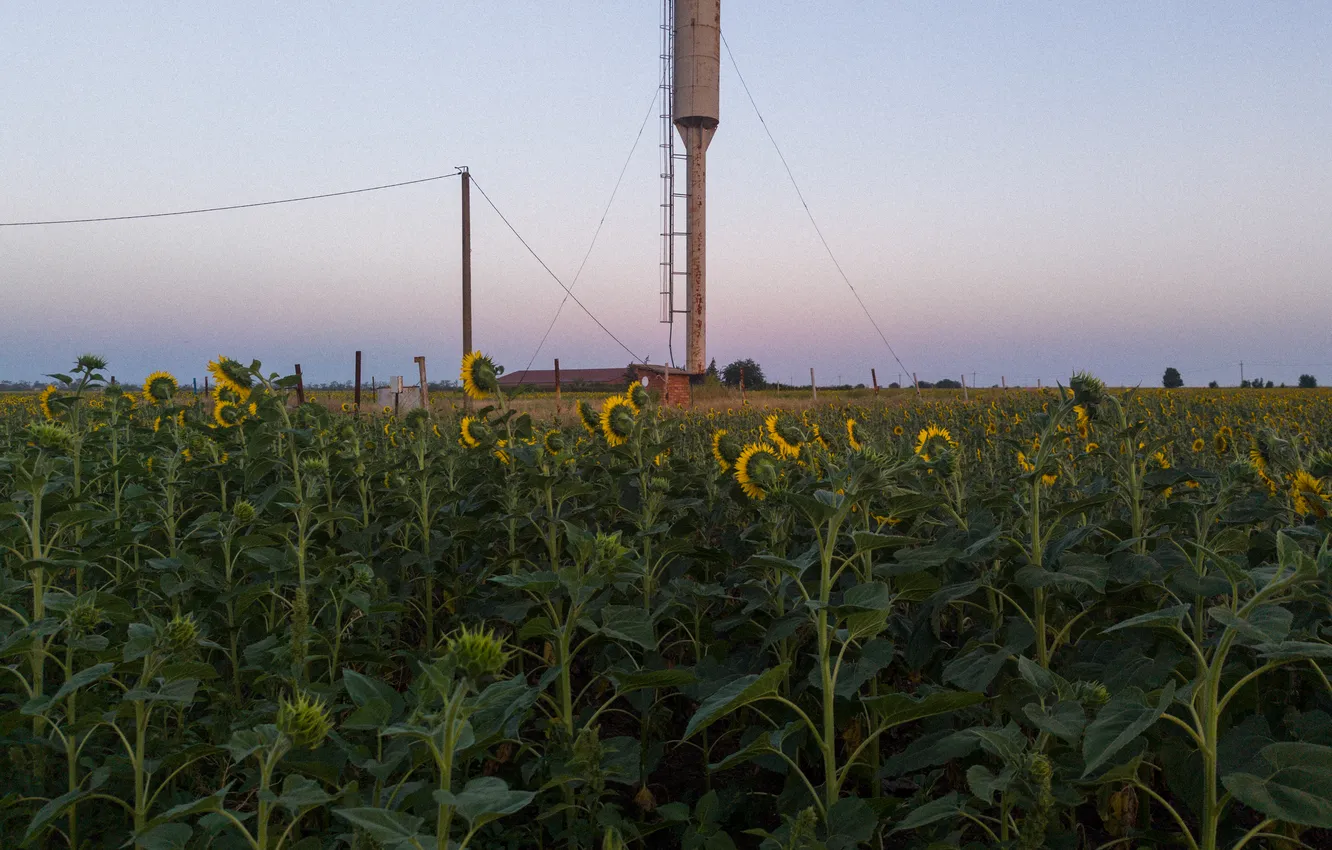 Photo wallpaper field, summer, the sky, sunflowers, building, the evening, Russia, buildings