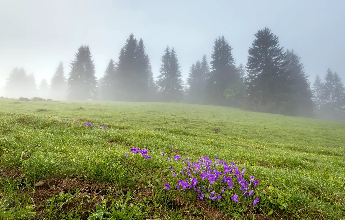 Photo wallpaper field, flowers, fog, spring