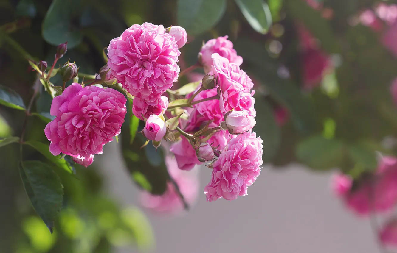 Photo wallpaper Bush, blurred background, pink roses