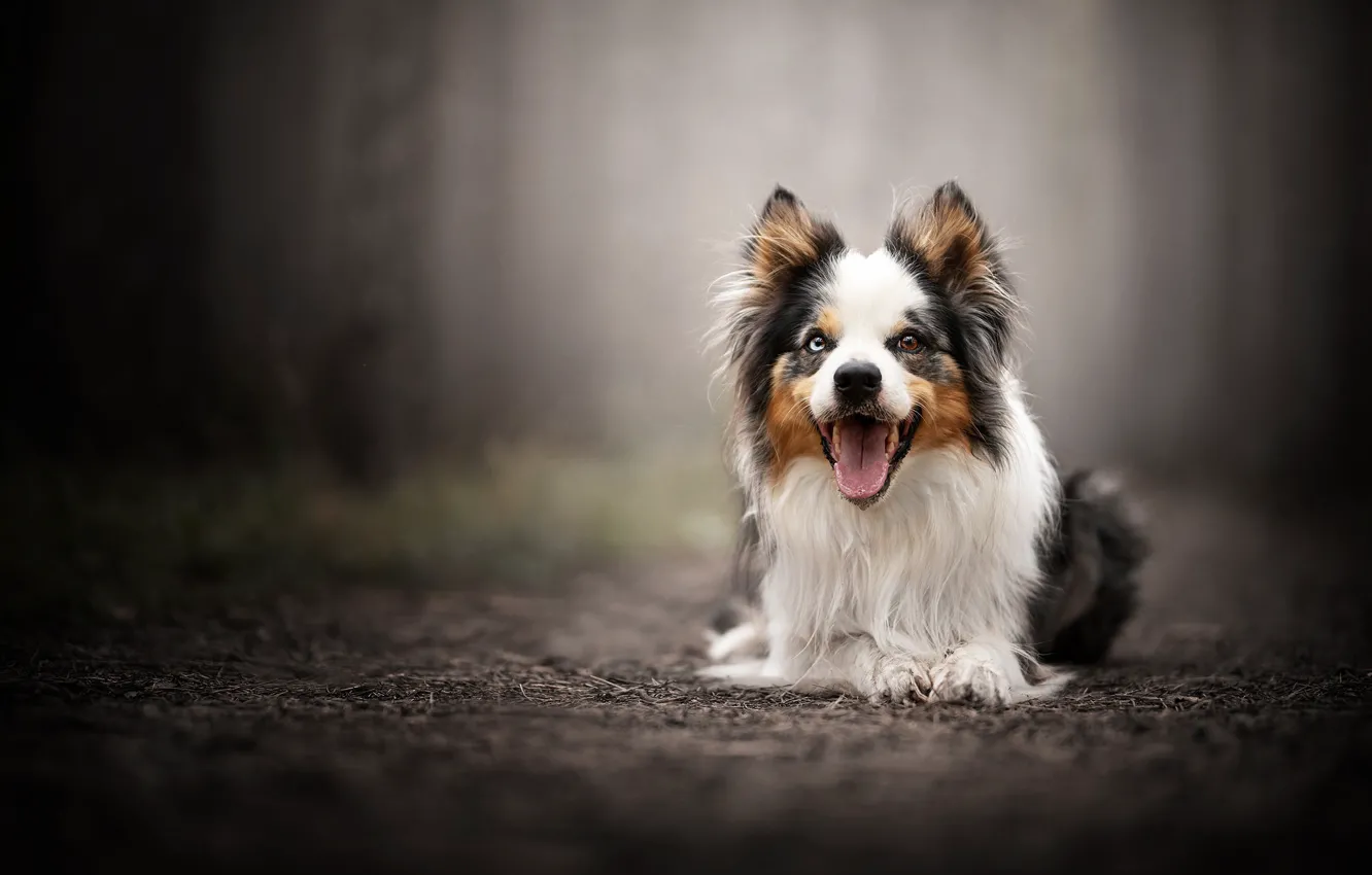 Photo wallpaper portrait, dog, bokeh