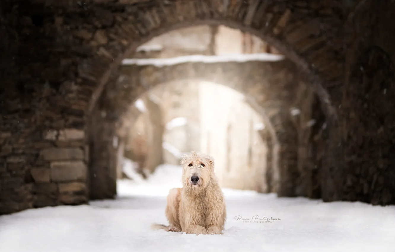 Photo wallpaper winter, each, dog