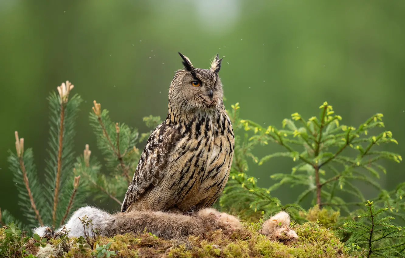 Photo wallpaper look, branches, owl, bird, moss, needles, green background, bokeh