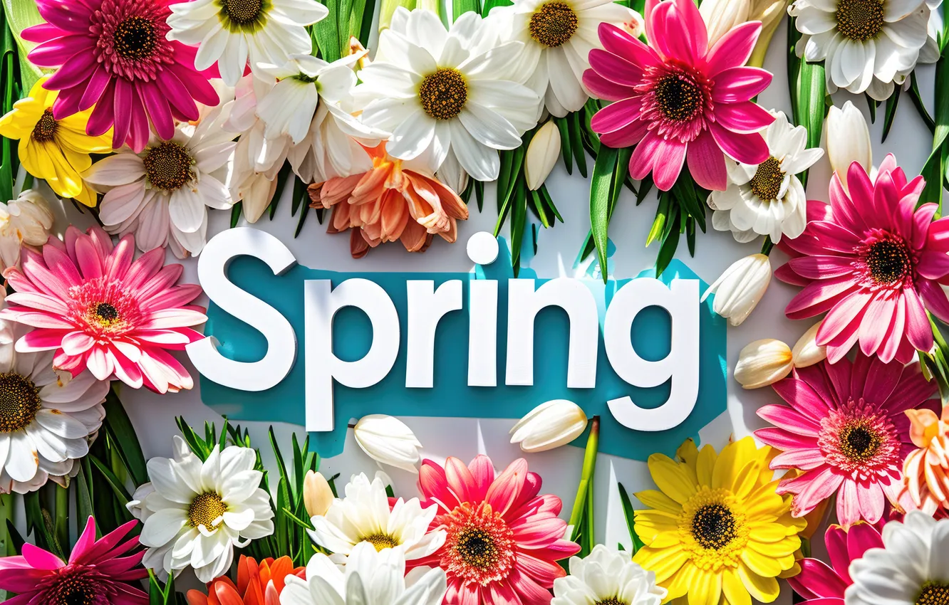 Photo wallpaper flowers, spring, colorful, flowers, spring