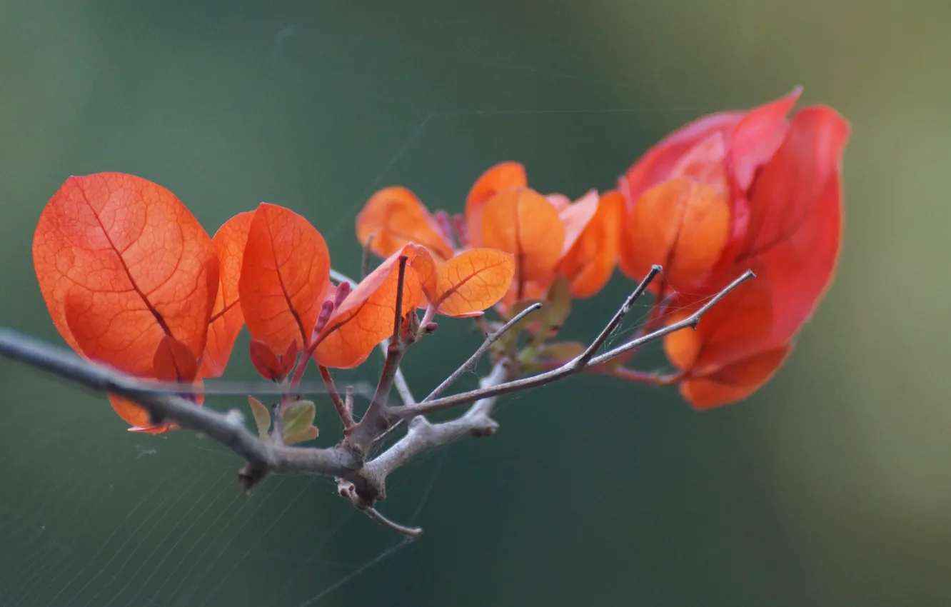 Photo wallpaper flowers, plant, Thailand