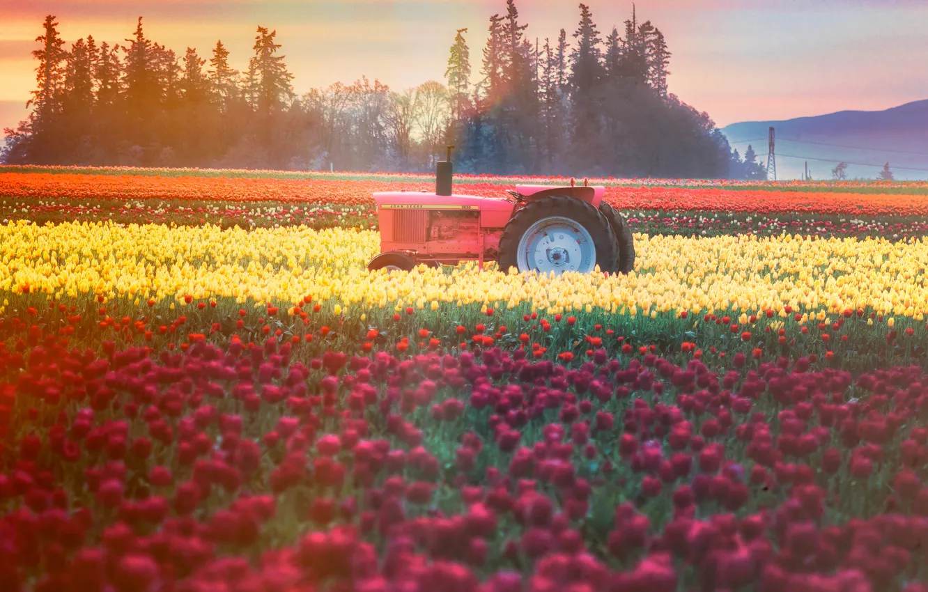 Photo wallpaper flowers, tractor, plantation