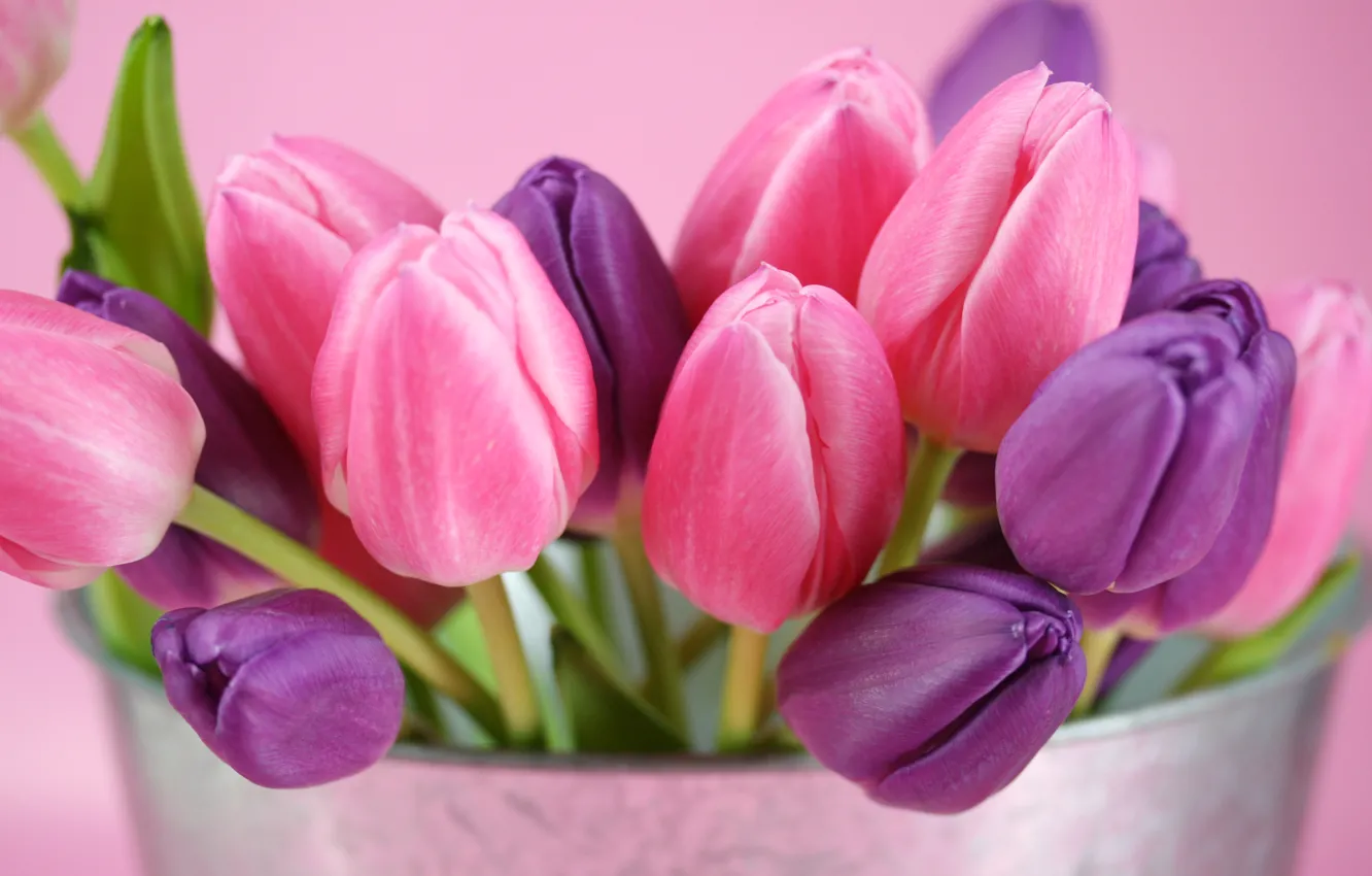 Photo wallpaper purple, flowers, pink, tulips, buds