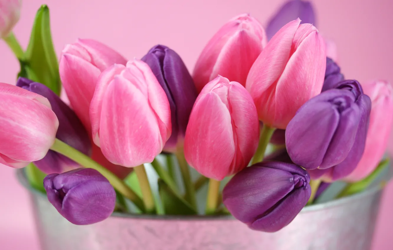 Photo wallpaper purple, flowers, tulips, pink, buds