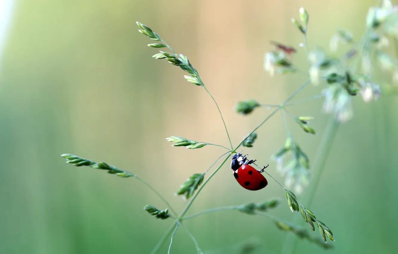 Photo wallpaper ladybug, weed, green background