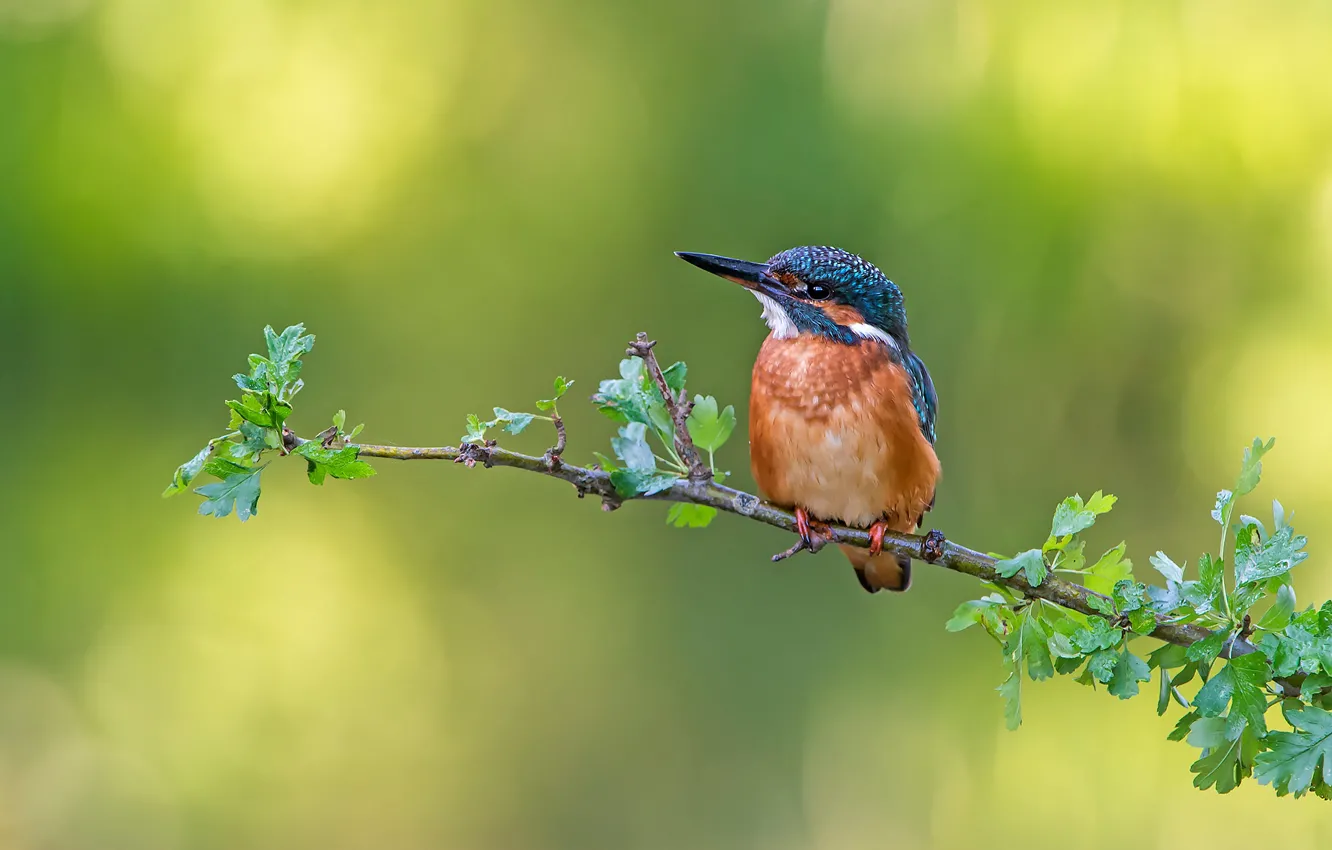 Photo wallpaper leaves, branches, background, bird, bokeh, Kingfisher