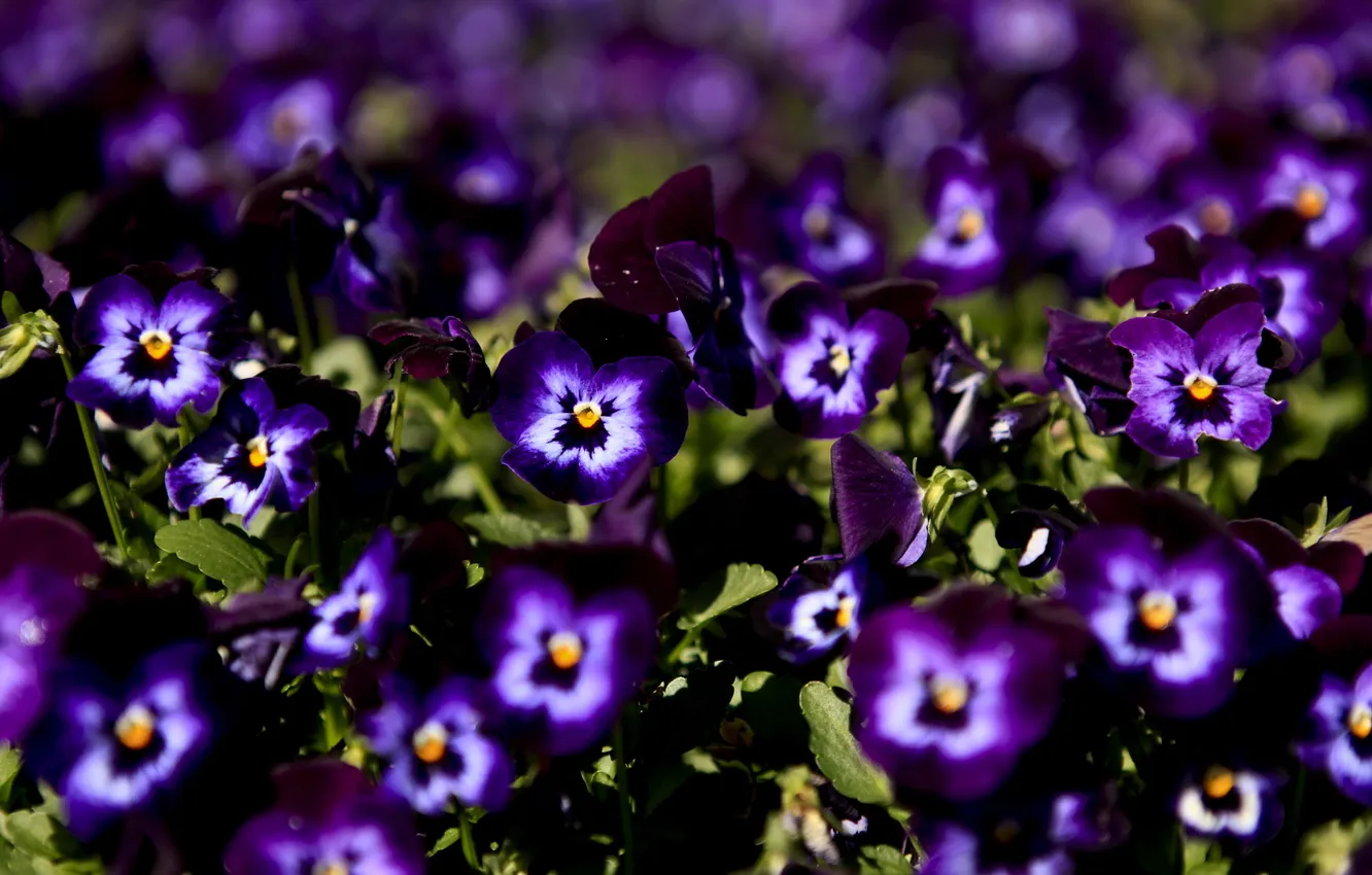 Photo wallpaper macro, flowers, forget-me-nots